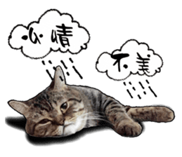 Cats greeting words sticker #14126929
