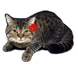 Cats greeting words sticker #14126931