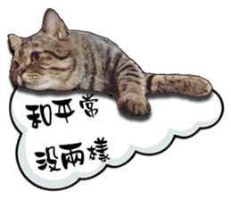 Cats greeting words sticker #14126934