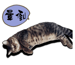 Cats greeting words sticker #14126935