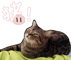 Cats greeting words sticker #14126936