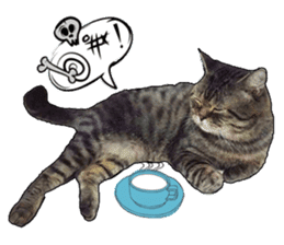 Cats greeting words sticker #14126937