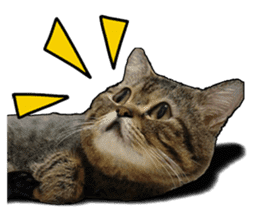 Cats greeting words sticker #14126938