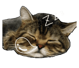 Cats greeting words sticker #14126939