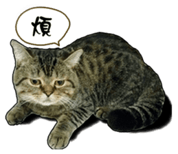 Cats greeting words sticker #14126940