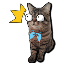 Cats greeting words sticker #14126941