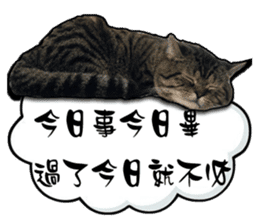 Cats greeting words sticker #14126942