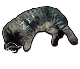 Cats greeting words sticker #14126944
