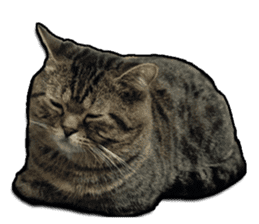 Cats greeting words sticker #14126947