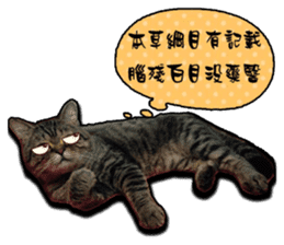 Cats greeting words sticker #14126948