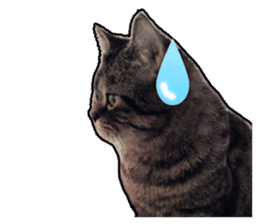 Cats greeting words sticker #14126949