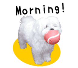 Maltese dog in a dawn.(English) sticker #14127391
