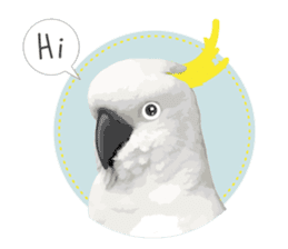 Hello Cockatoo sticker #14129782