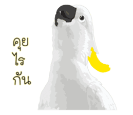 Hello Cockatoo sticker #14129786