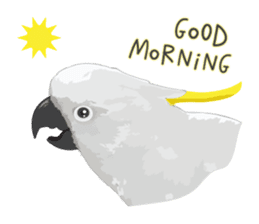 Hello Cockatoo sticker #14129790