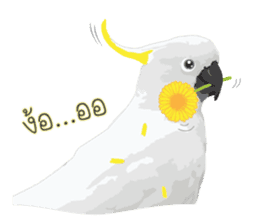 Hello Cockatoo sticker #14129794