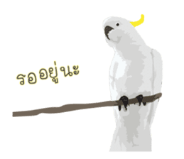Hello Cockatoo sticker #14129804