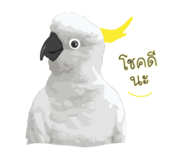 Hello Cockatoo sticker #14129808