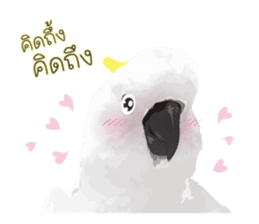 Hello Cockatoo sticker #14129811