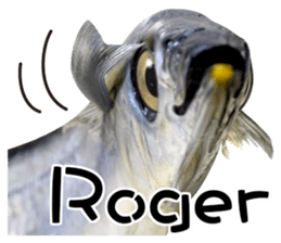 Fresh fish sticker sticker #14131412