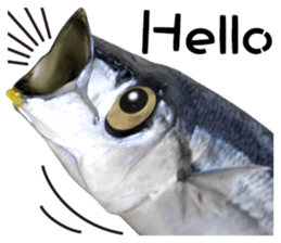 Fresh fish sticker sticker #14131414