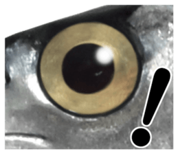 Fresh fish sticker sticker #14131435