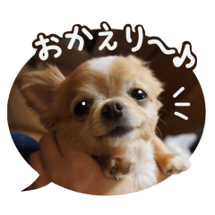 Sticker of lovely chihuahua.