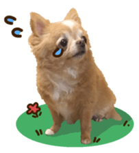 Sticker of lovely chihuahua. sticker #14133255