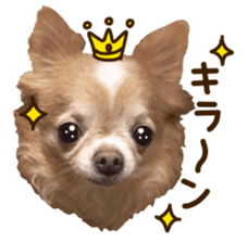 Sticker of lovely chihuahua. sticker #14133256