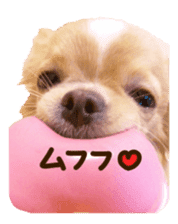 Sticker of lovely chihuahua. sticker #14133257