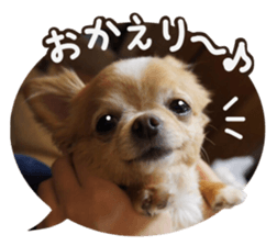Sticker of lovely chihuahua. sticker #14133258