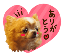 Sticker of lovely chihuahua. sticker #14133259