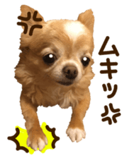 Sticker of lovely chihuahua. sticker #14133260