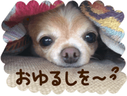 Sticker of lovely chihuahua. sticker #14133261