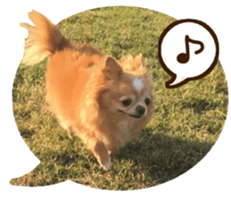 Sticker of lovely chihuahua. sticker #14133262