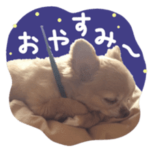 Sticker of lovely chihuahua. sticker #14133263