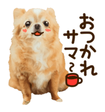 Sticker of lovely chihuahua. sticker #14133264