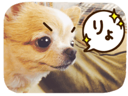 Sticker of lovely chihuahua. sticker #14133265