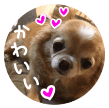 Sticker of lovely chihuahua. sticker #14133266