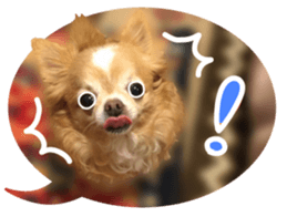 Sticker of lovely chihuahua. sticker #14133267