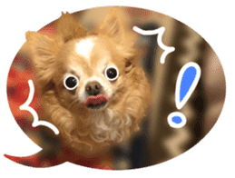 Sticker of lovely chihuahua. sticker #14133267