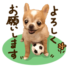 Sticker of lovely chihuahua. sticker #14133268