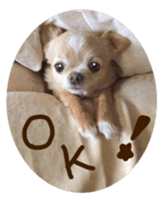 Sticker of lovely chihuahua. sticker #14133269