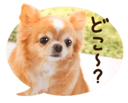 Sticker of lovely chihuahua. sticker #14133270