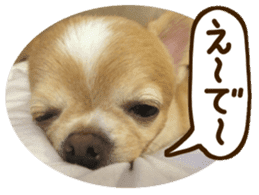 Sticker of lovely chihuahua. sticker #14133272
