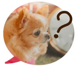 Sticker of lovely chihuahua. sticker #14133273