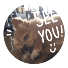 Sticker of lovely chihuahua. sticker #14133274