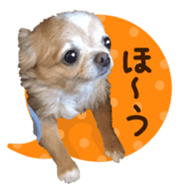 Sticker of lovely chihuahua. sticker #14133275