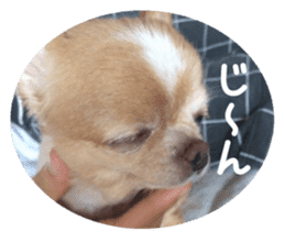 Sticker of lovely chihuahua. sticker #14133276