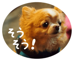 Sticker of lovely chihuahua. sticker #14133277